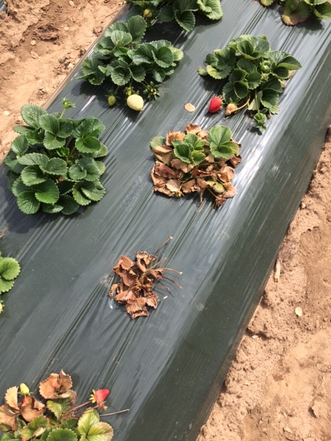 Photo 1: Fusarium affected strawberry plants, picture taken April 5, 2018.