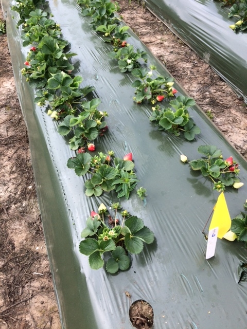 Strawberry variety 'San Andreas' in beds which have been treated KPAM in a crop termination treatment.  Photo: Mark Bolda, UCCE.