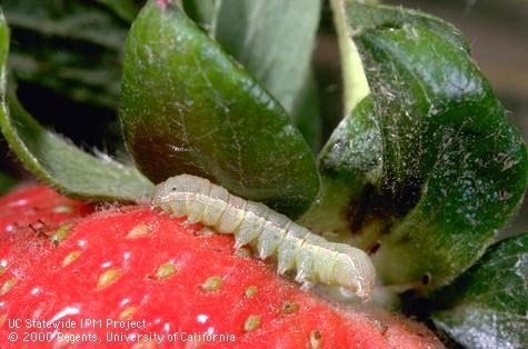 Armyworm on strawberry
