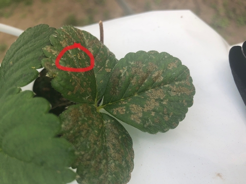 Note the yellow colored thrips (circled in red) gathered around one of the spots on the top center leaf.  These are clearly the cause of the issue here.