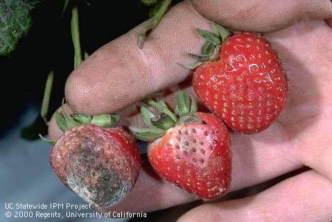 Botrytis on strawberry.  Note that fruit here is substantially smaller than the fruit in our 2019 study.