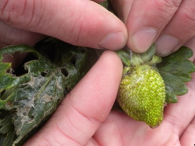 LBAM larva in strawberry.  Green larva emerging from under the calyx, note the abundance of webbing to the left of the picture.
