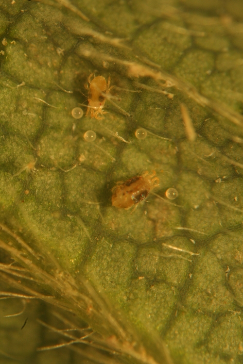 Twospotted spider mite female, note broken up spots that can confuse.  Smaller individual mite at upper left has spots clearly defined.