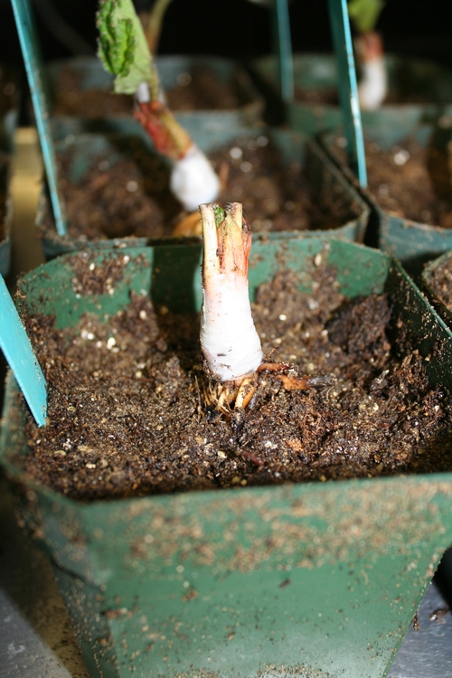 Grafted scion and rootstock, note that graft line is intentionally left above the surface of the soil.
