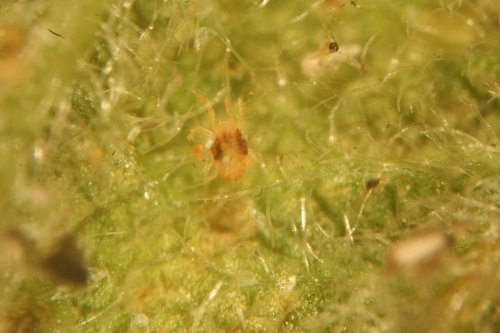 My own photo, twospotted spider mite.  Spots are restricted to shoulders and are large in comparison to body.  Larger and rounder than Lewis mite.