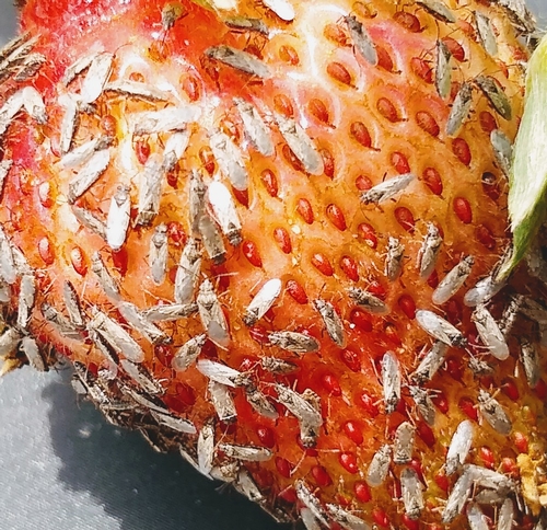 Close up: False chinch bugs gathering on strawberry fruit - probably after the moisture.  Photo courtesy Amber Schat.