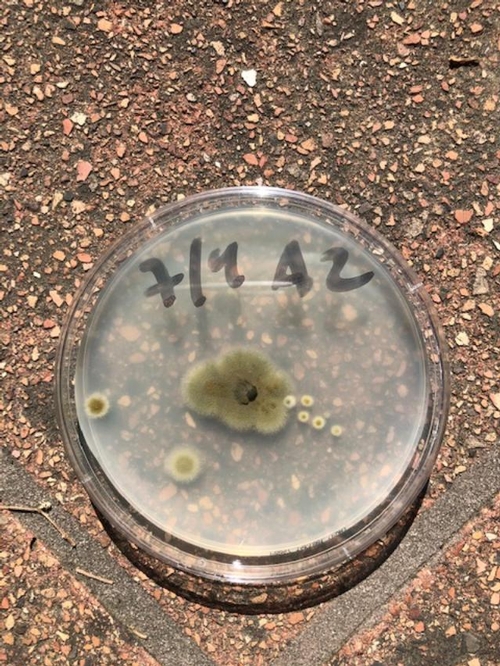 Cladosporium from fruit sample shown above growing on potato dextrose agar (PDA).  The little colonies on the side are also Cladosporium - I checked after taking the picture.