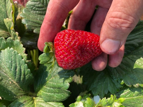 Speaking of quality control, you need to be looking for soft spots anywhere on the fruit, which generally are the mark of an active SWD larva.  Many times the area is darkened, but can also form a slight depression like what you see here.