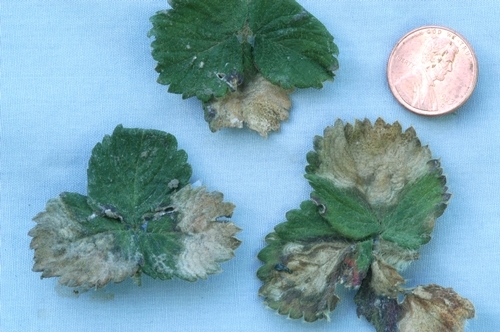 What we are talking about. Lesions from Zythia fungus are irregularly shaped blotches on the leaves.  Photo courtesy Steven Koike.