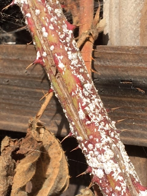 Another photo of older infested cane.  Notice abundance of those small oblong shapes.  Photo by Mike.