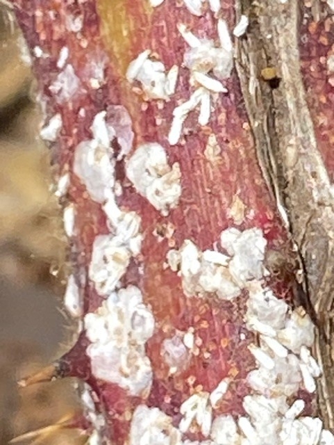 Really close up of infested area on cane.  Here one can easily distinguish the crawlers from the covers they produce.  Photo Mike's wife's phone.