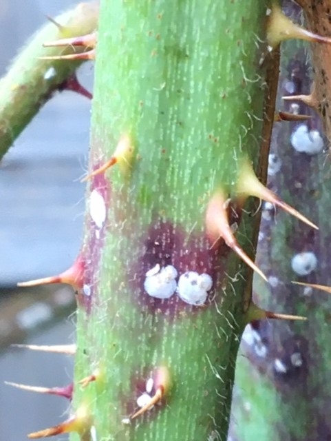 Photo of green cane.  Notice the purple margin and the very small oblong shape next to the round mass in the center.  Photo courtesy Mike.