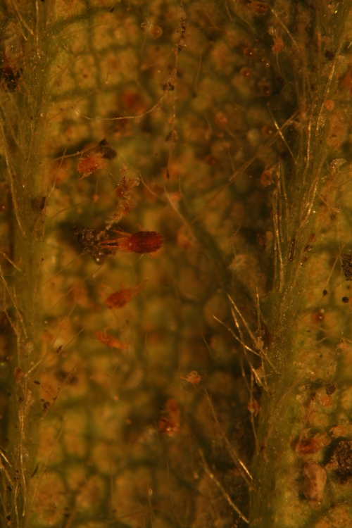 Closer view.  Carmine mite among large infestation of twospotted spider mites.  Note late stage twospotted mite nymph at upper left.