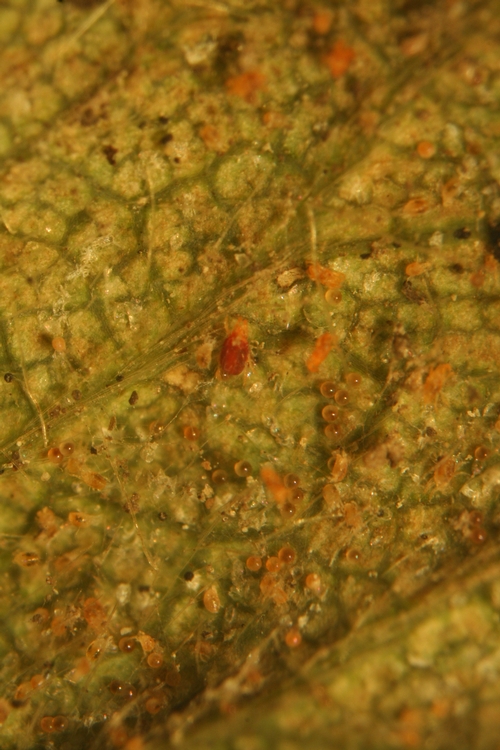Initial view of a carmine spider mite, ostensibly larger, distinctly red mite, surrounded by mostly nymphal stages of twospotted spider mite.