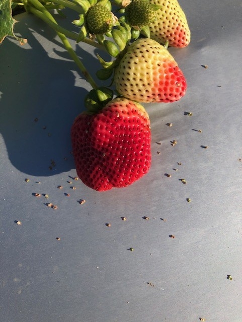 Clear damage from bird feeding on what many know to be the seeds of strawberry.