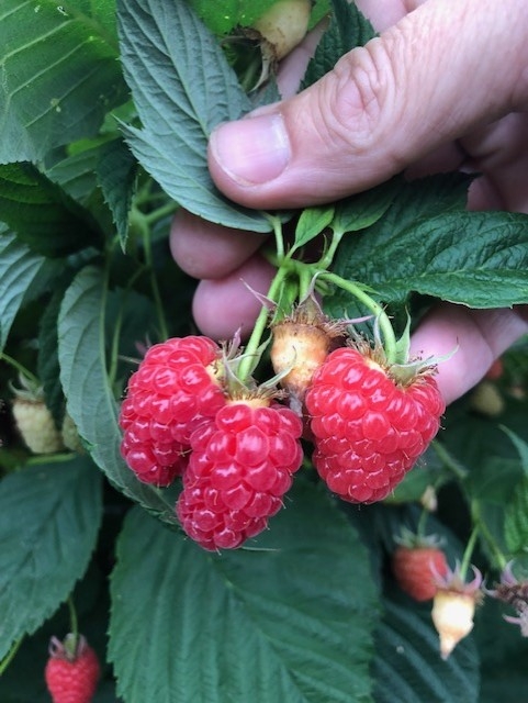 Split raspberry fruit together with unsplit fruit of similar maturity.