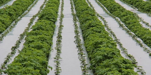 Photo of the type of cover crops planted in furrows of a strawberry field.