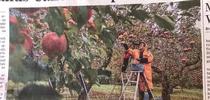 Apple harvest in Japan; the person on the top rung in the background would raise eyebrows at OSHA I think.  Photo by Shiho Fukuda. for Strawberries and Caneberries Blog