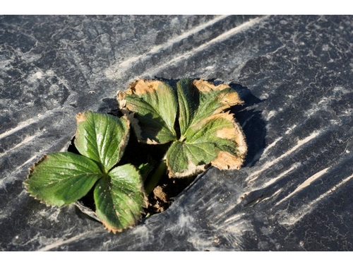 Photo 2. Early manifestation of plant decline.  Courtesy Steven Koike, UCCE.