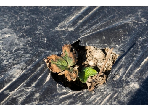 Photo 3.  Severe manifestation of plant decline.  Courtesy Steven Koike, UCCE.