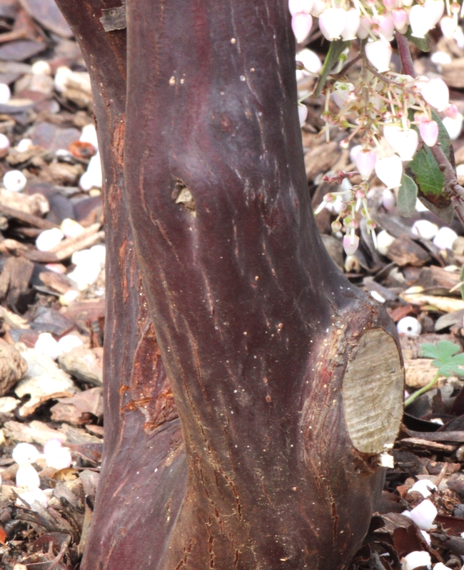Manzanita 'Sentinel' healed pruning cut