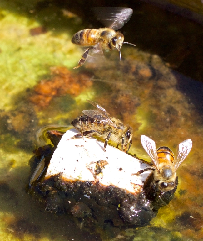 Honey bees perch on a cork to drink