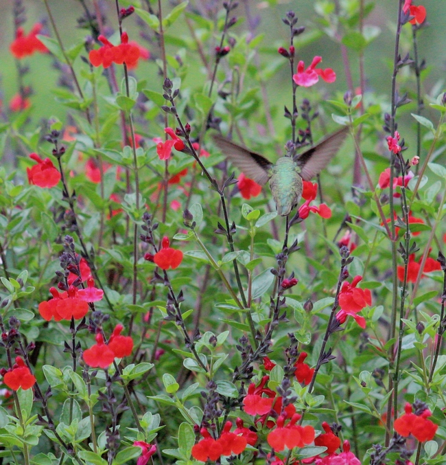 Picture of red flowers against green foliage of 'Royal Bumble' sage.
