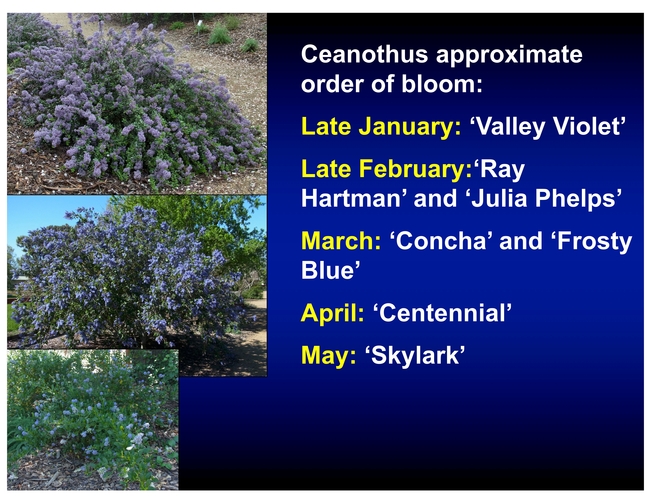 Chart of ceanothus bloom time