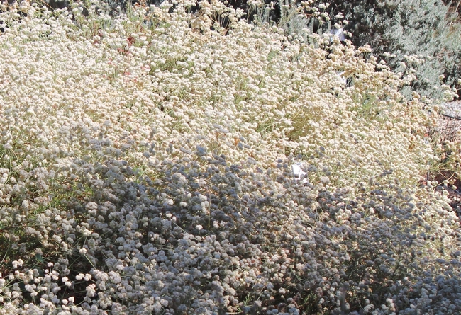 California buckwheat