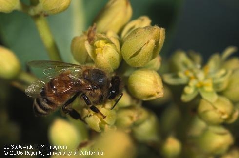 honey bee in avocado