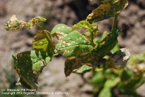 blueberry herbicide damage