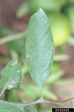Xie Shan leaf