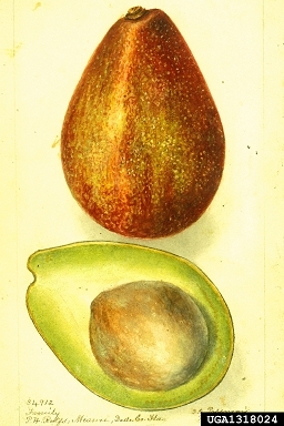 avocado drawing