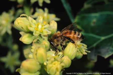 bee avocado flower