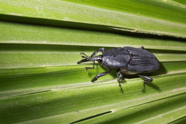 Palm weevil beetle