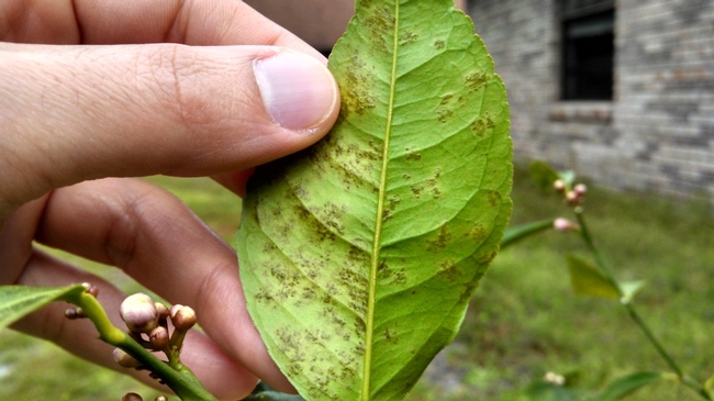 citrus corky leaves edema