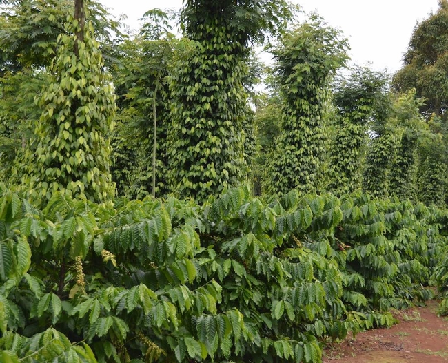 coffee farm vietnam