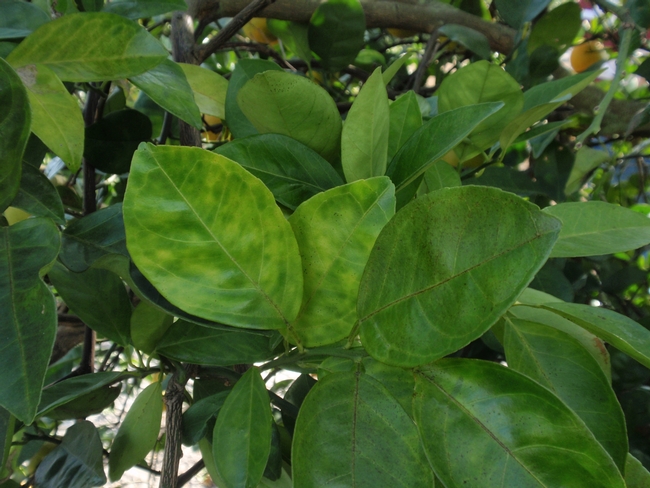 Assymetrical blotchy mottle leaf symptoms of HLB from a tree in Florida