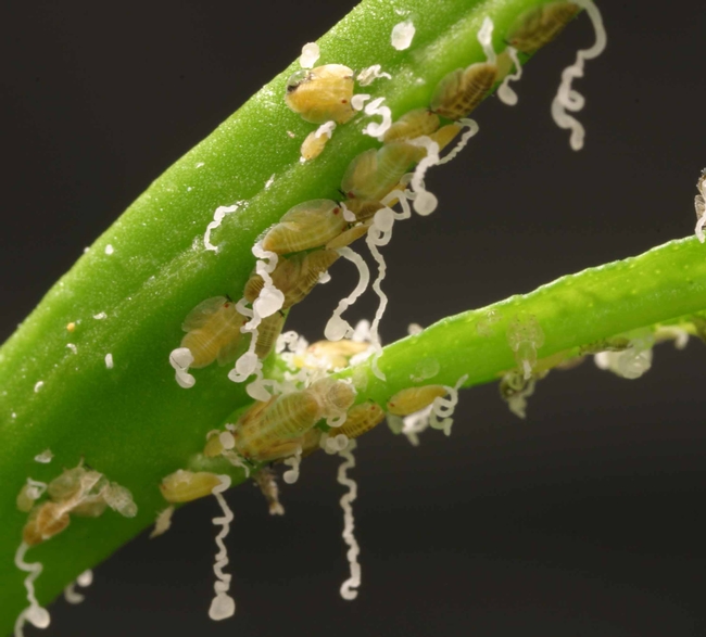 Asian citrus psyllid nymphs and waxy secretions
