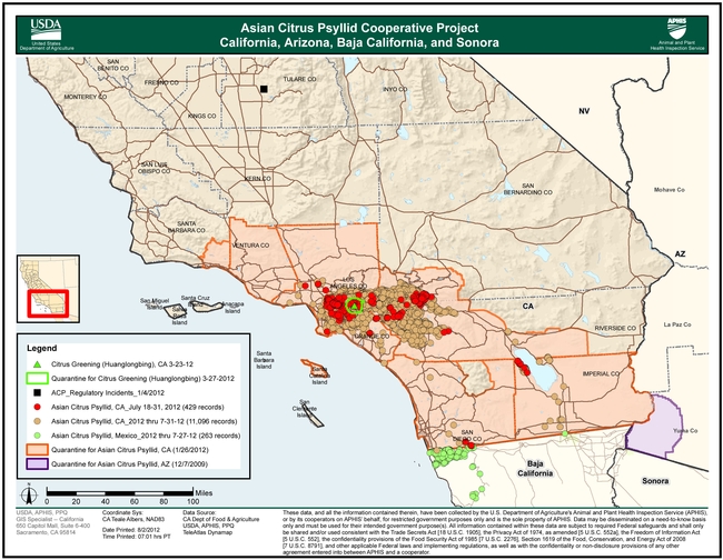 Map of Asian citrus psyllid detections and the location of the huanglongbing infected tree that was removed