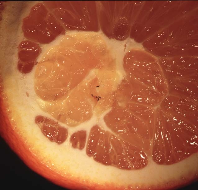 Bean thrips work their way into the navel of citrus fruit