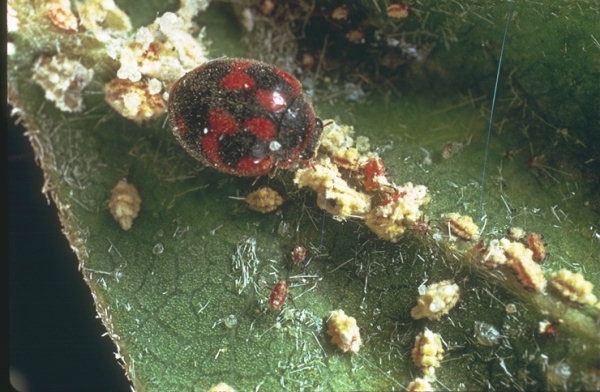 vedalia beetle adult feeding on cottony cushion scale