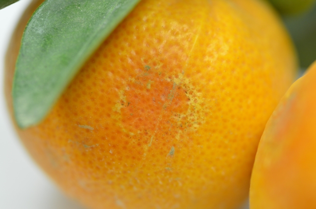 Circular rind damage in mandarins