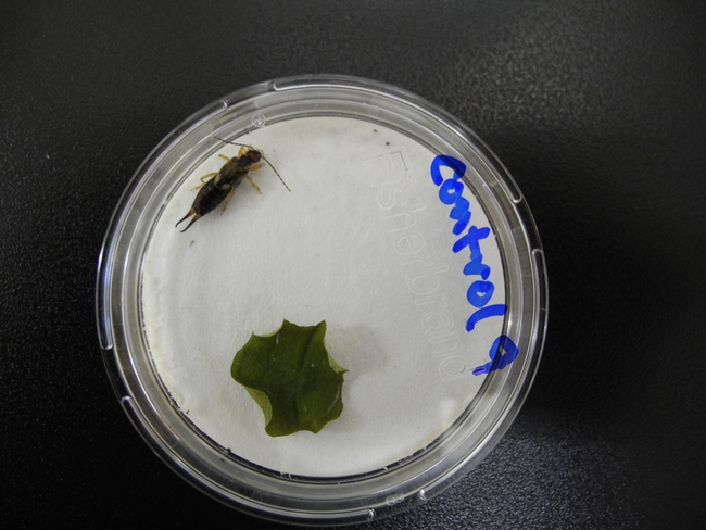 The filter paper or leaf disk is treated with insecticide or water to test the response of the earwig
