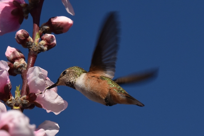 hummingbird in flight feeding at a flower