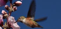 hummingbird in flight feeding at a flower for UC Master Gardeners of Santa Clara County Blog