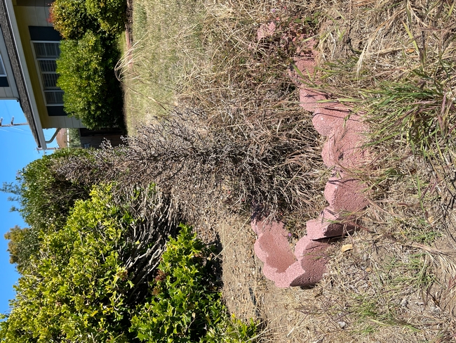 dwarf alberta spruce flintshire front yard (1)