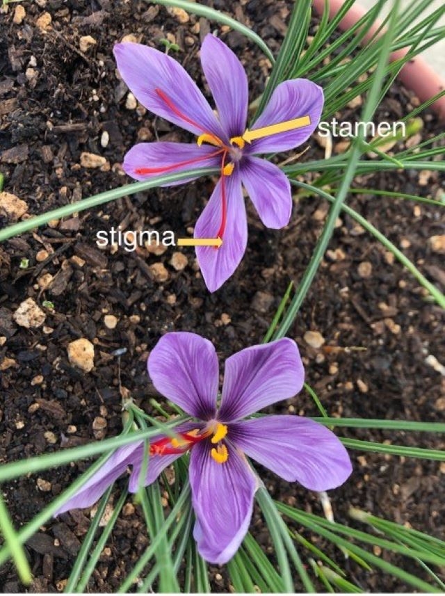 Saffron Crocus showing the stigma that is the saffron spice and the stamen