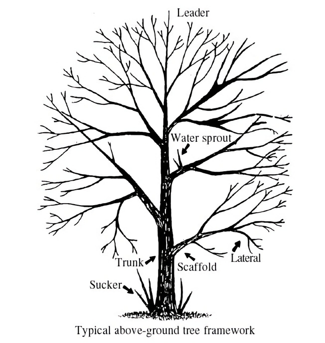 tree-structure-illustration-2