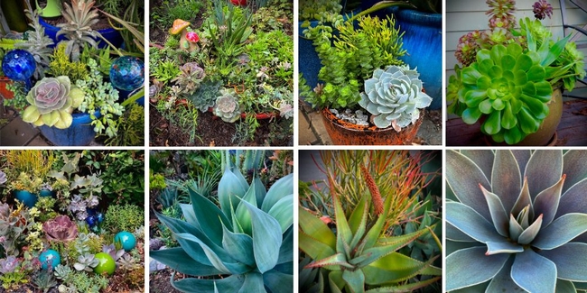 Assorted succulent photos, by Rhonda King-Curry